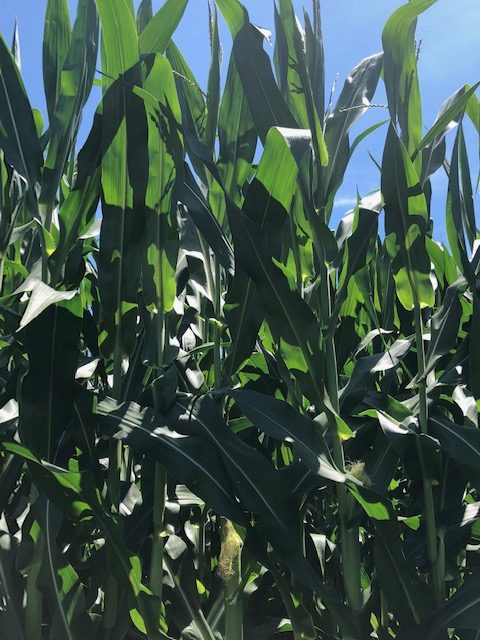 frieders-farm-corn